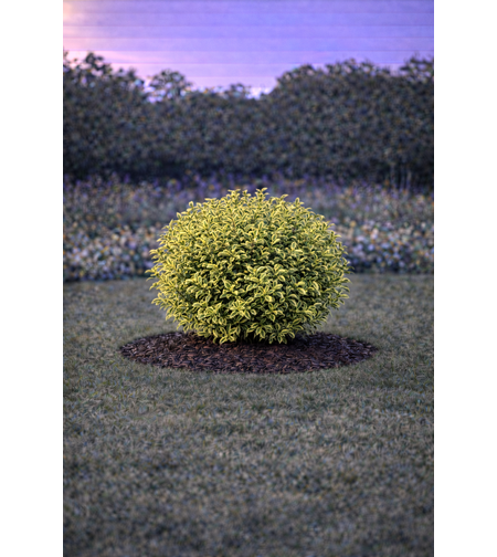 Лигуструм пъстролистен Ligustrum ovalifolium ‘Aureovariegatum’