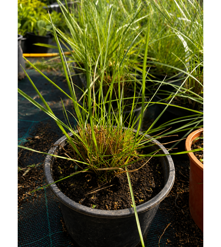 Мюленбергия 'Muhlenbergia spp.'