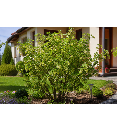 Френско грозде 'Ribes spp.'