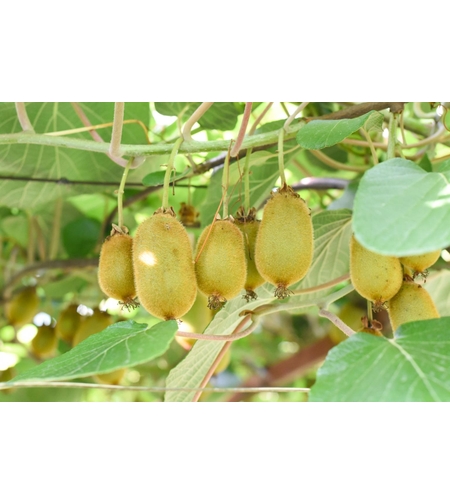 Киви аргута 