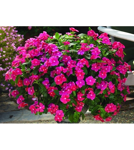 Зимзелена ‘Vinca major’ Vinca major