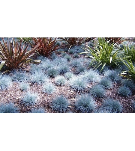 Фестука ‘Glauca’ Festuca glauca