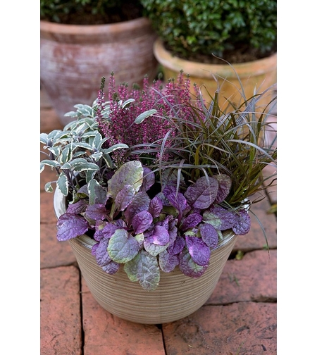 Аюга Ajuga reptans