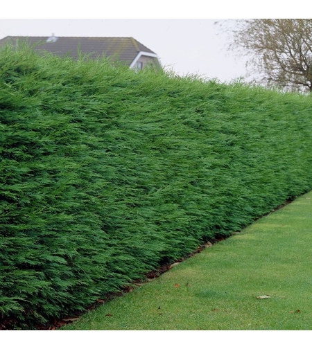 Лейландов кипарис (1 топка) Cupressocyparis leylandii