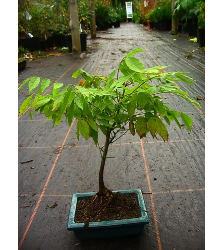 Глициния китайска Wisteria chinensis