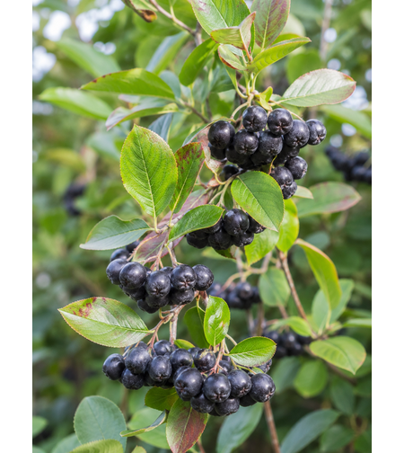 Арония | 'Аronia macrocarpa'