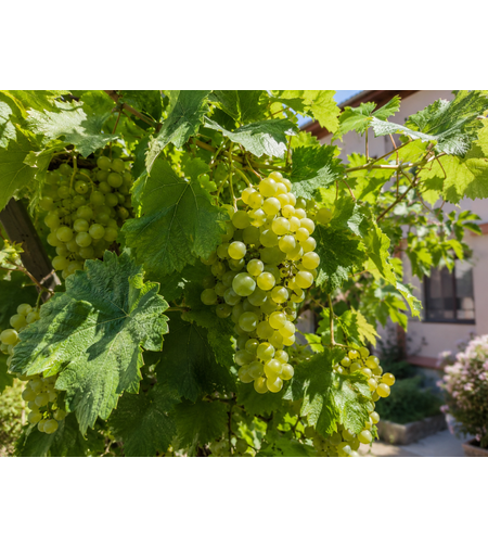 Лоза „Султанина“ 'Vitis vinifera ‘Sultanina’