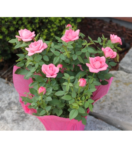 Мини роза Rosa (mini hybrids)