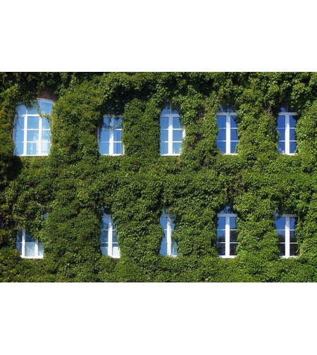 Дива лоза триделна, трисеменна	Parthenocissus tricuspidata