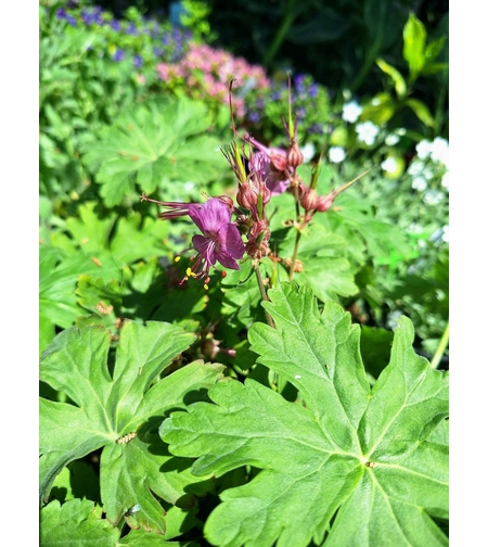 Здравец  'Geranium macrorrhizum'