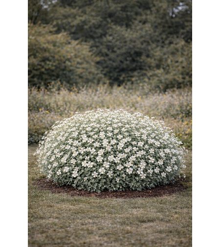 Церастиум (сребърна тревичка) Cerastium tomentosum