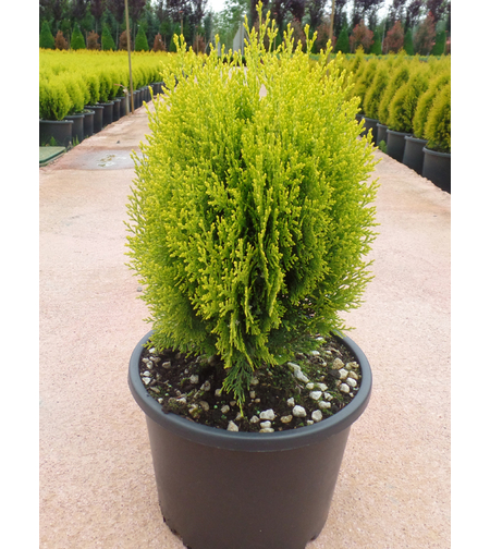 Туя ‘Aurea Nana’ Thuja occidentalis ‘Aurea Nana’