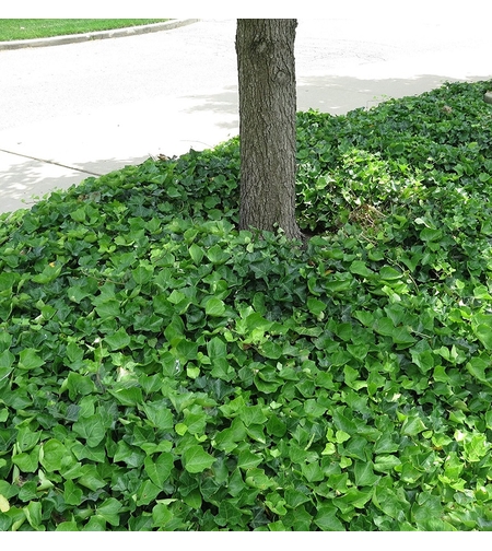 Бръшлян Hedera helix