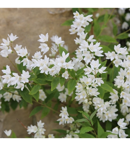 Дейция ‘Nikko’ Deutzia gracilis ‘Nikko’