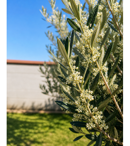 Маслиново дърво  'Olea europaea'