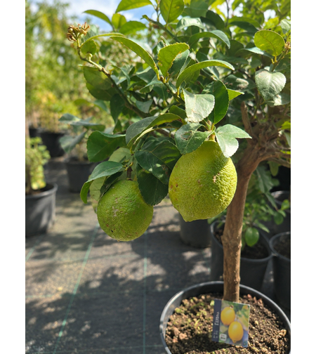 Цитрон 'Citrus medica'