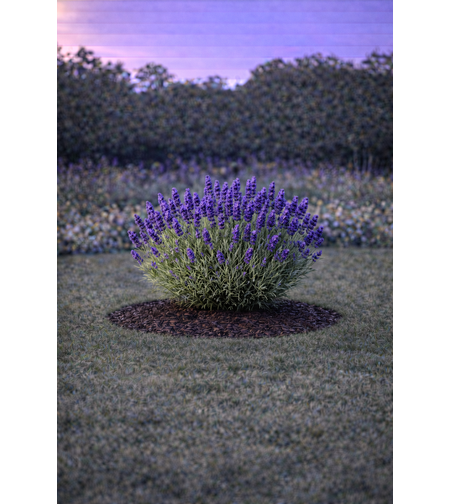 Лавандула ‘Hidcote’ Lavandula angustifolia ‘Hidcote’