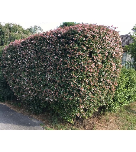 Абелия (голямоцветна) Abelia × grandiflora