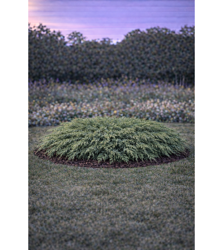 Хвойна сабина Juniperus sabina