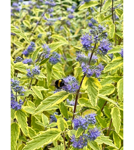 Кариоптерис	Caryopteris chadonnesis