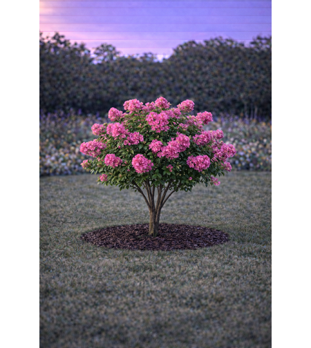 Лагерстремия индийска Lagerstroemia indica