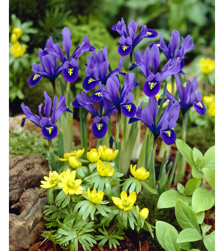 Ирис (перуника) Iris spp.