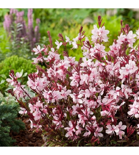 Гаура Gaura lindheimeri