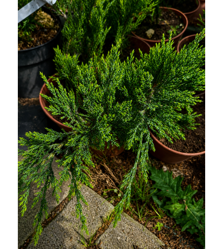 Хвойна Сабина 'Juniperus sabina'