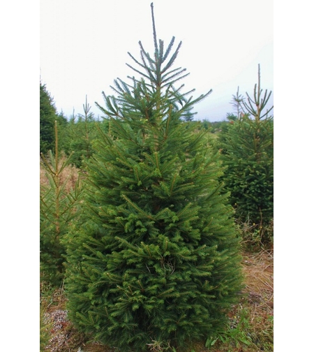 Смърч сребрист (пунгенс) Picea pungens