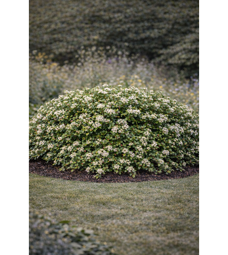Котонеастер (пълзящ) Cotoneaster dammeri