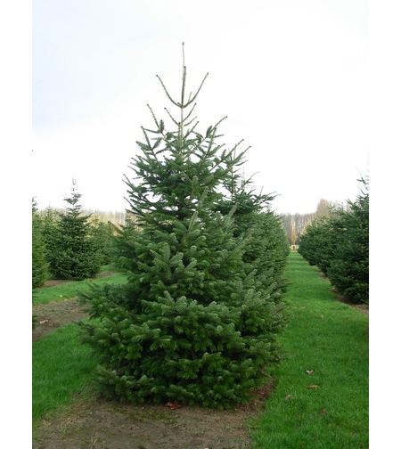 Нордманова ела Abies nordmanniana