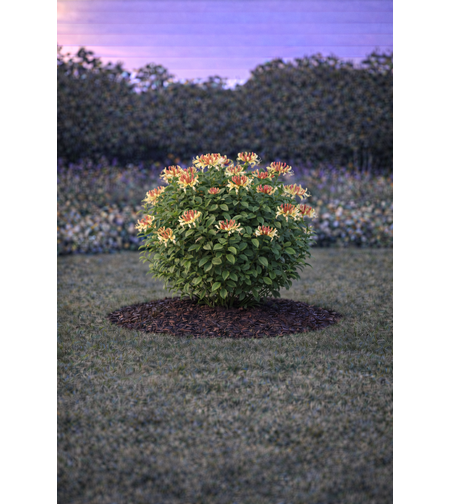 Орлов нокът катерлив Lonicera caprifolium