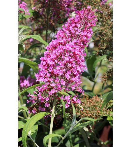 Будлея | 'Buddleja davidii'