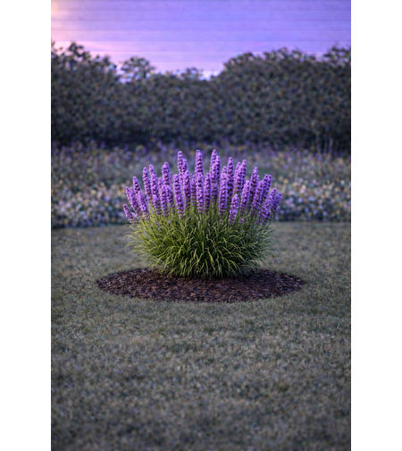 Лиатрис Liatris spicata