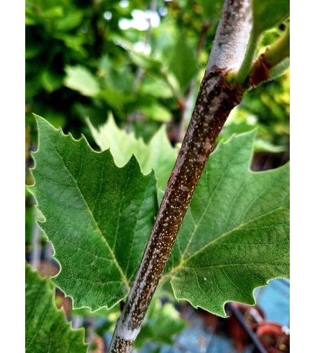Източен чинар 'Platanus orientalis'