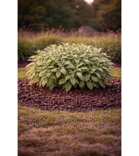 Салвия (градински чай) Salvia officinalis