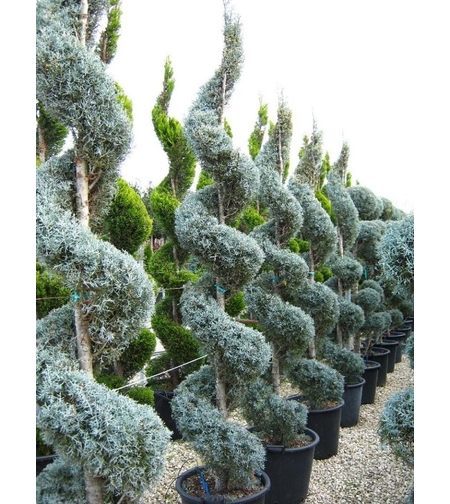 Лейландов кипарис (спирала) Cupressocyparis leylandii