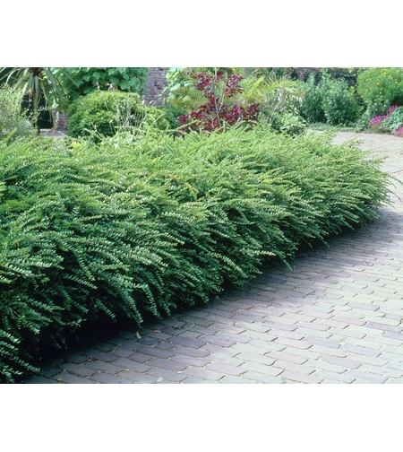 Лоницера  Lonicera nitida