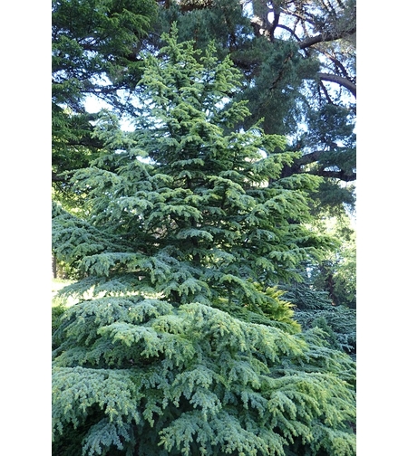 Кедър ливански ‘Glauca’ Cedrus libani ‘Glauca’