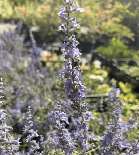 Перовския ‘Blue Spire’  | Perovskia atriplicifolia ‘Blue Spire’
