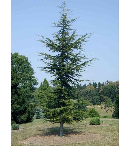 Кедър ливански / атласки Cedrus libani × atlantica