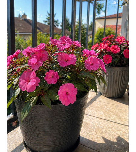 Импацианс Нова Гвинея 'Impatiens spp.'