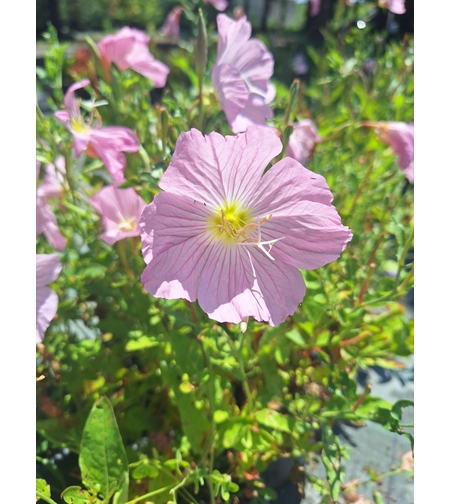 Розова йонотера 'Oenothera speciosa'