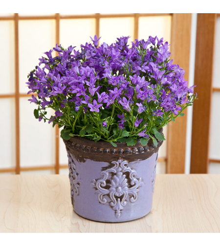 Кампанула (камбанка) Campanula carpatica