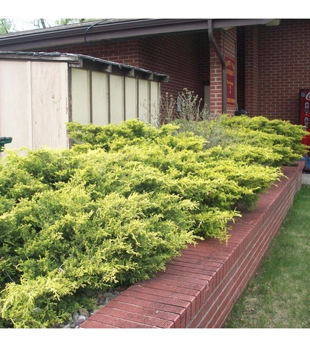 Хвойна хоризонтална ‘Old Gold’ Juniperus horizontalis ‘Old Gold’