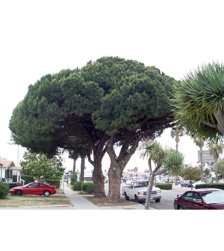 Бор каменен Pinus pinea