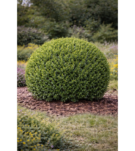 Чемшир (обикновен) Buxus sempervirens
