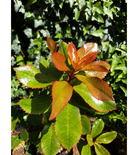 Арбутус / Ягодово дърво 'Arbutus unedo'