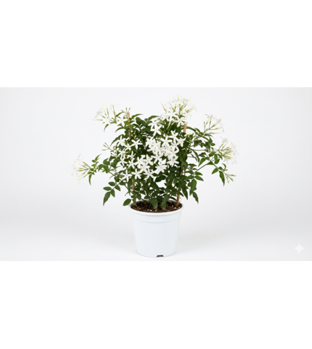 Испански жасмин  'Jasminum azoricum'