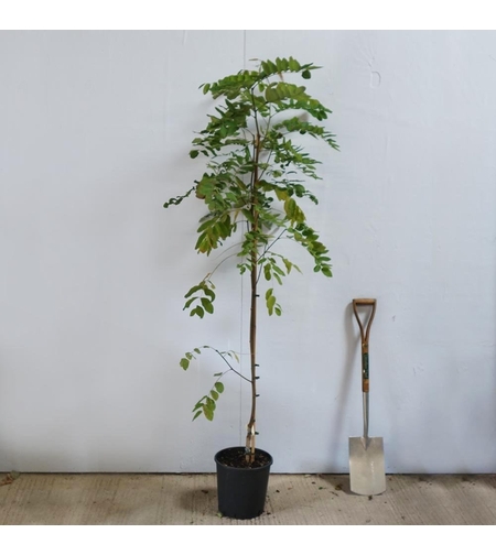 Робиния ‘Cascue Rouge’ Robinia margaretta ‘Casque Rouge’